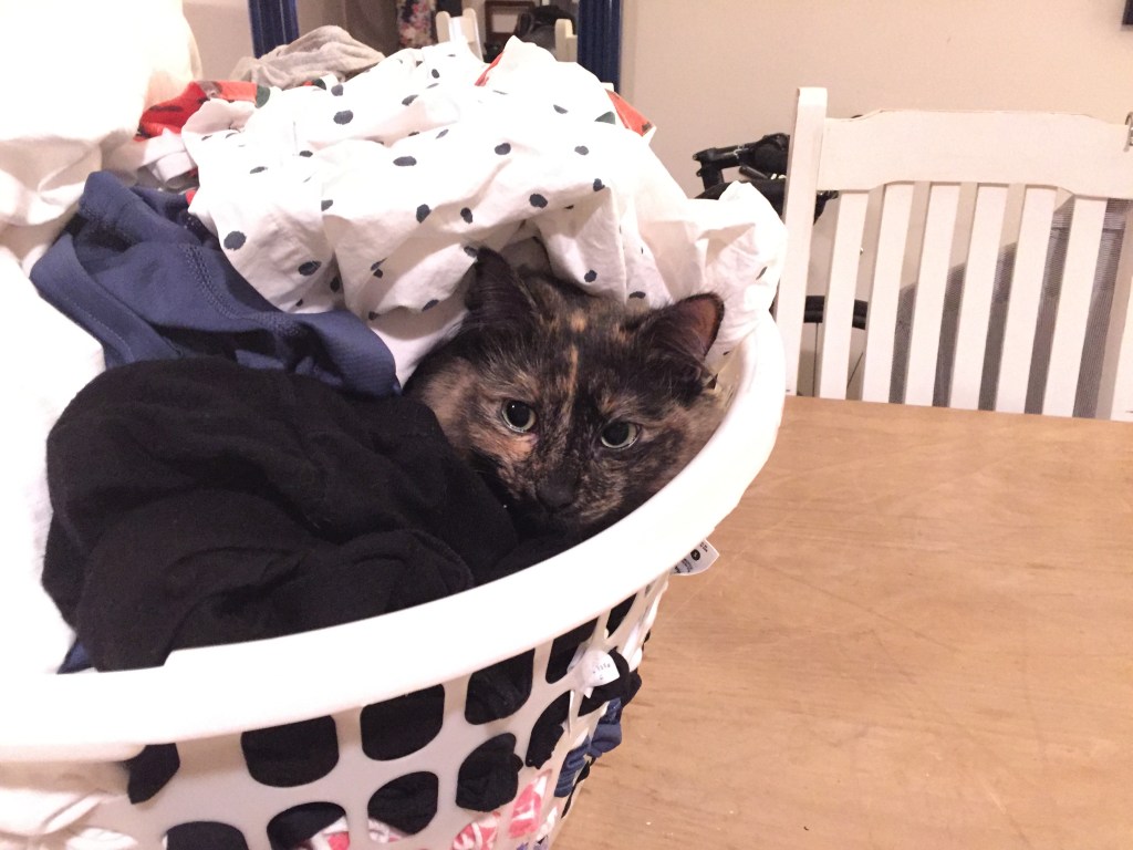 サクラのかくれんぼ:洗濯かごの中で