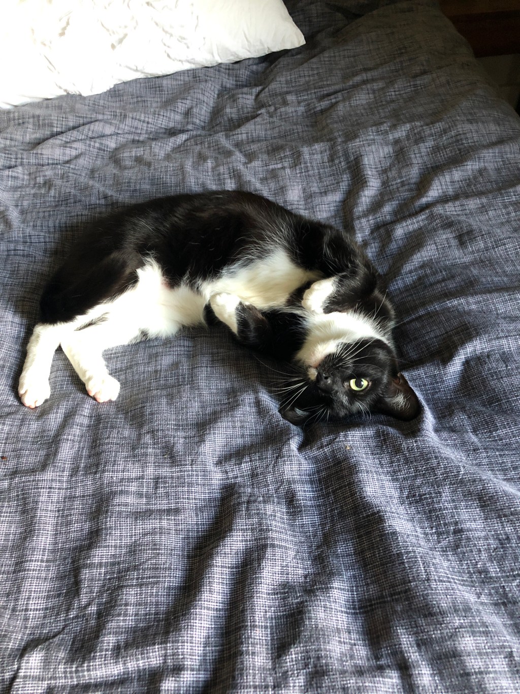 戦士の「お腹撫でて」アピールタイム