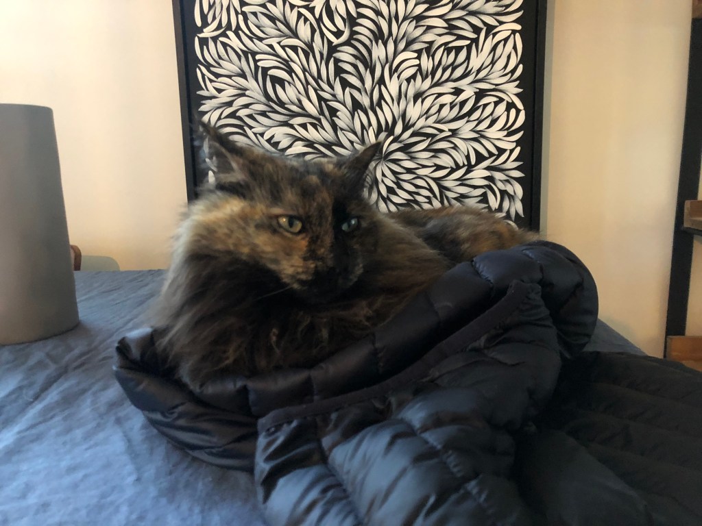 サクラの優雅なひととき