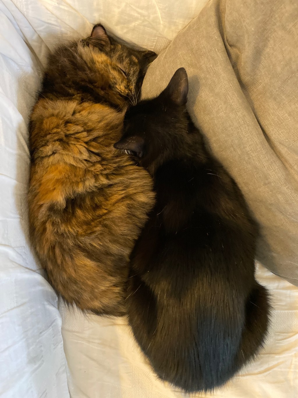 戦士とサクラの仲良しタイム