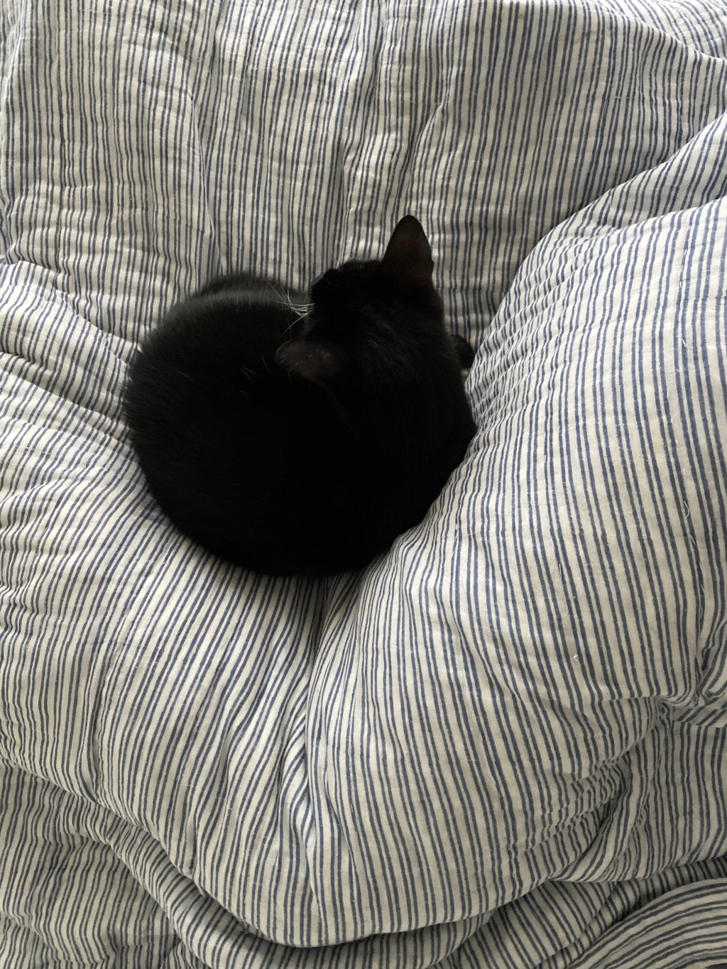 戦士のまんまるリラックスタイム