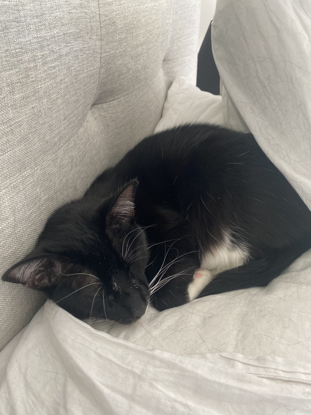 戦士のふわふわピロー隠れ家