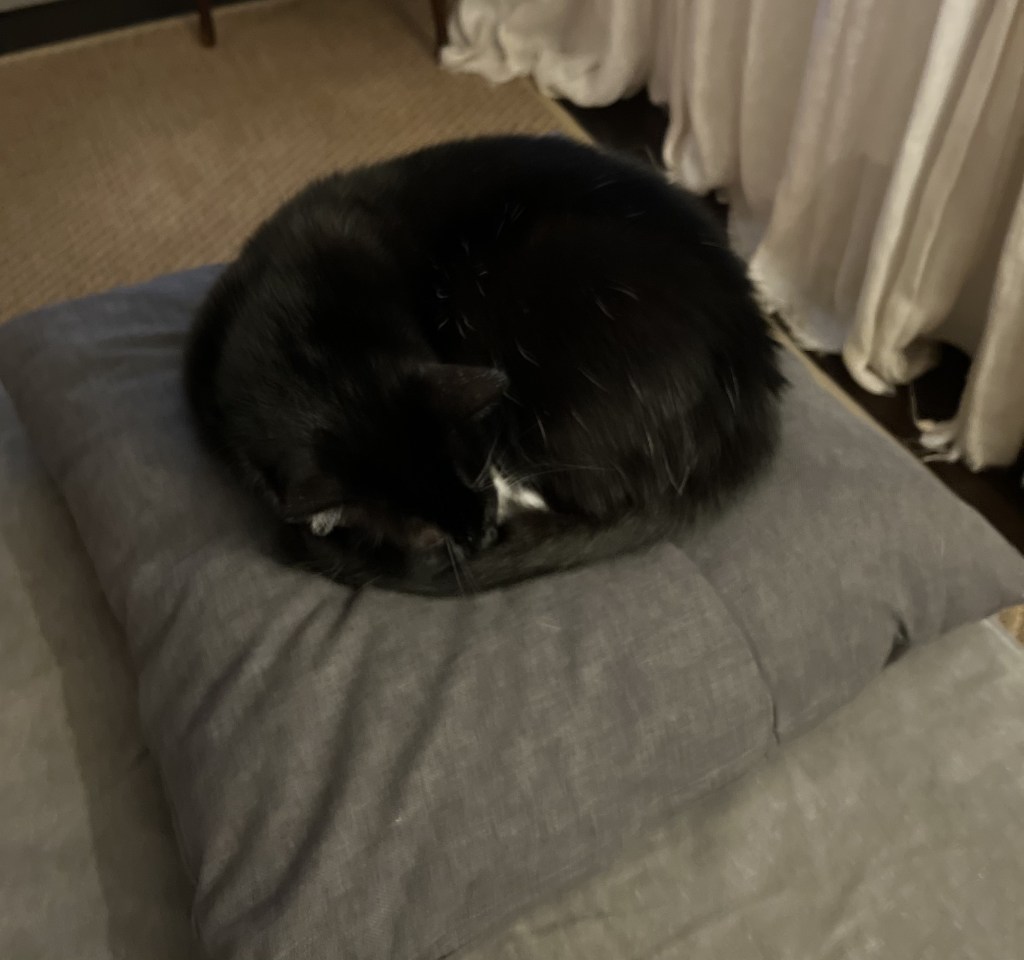 小さな黒い綿毛のボール