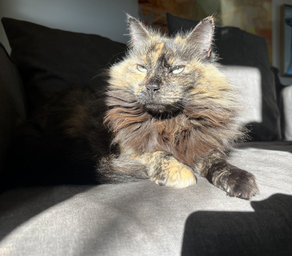 サクラの日向ぼっこタイム