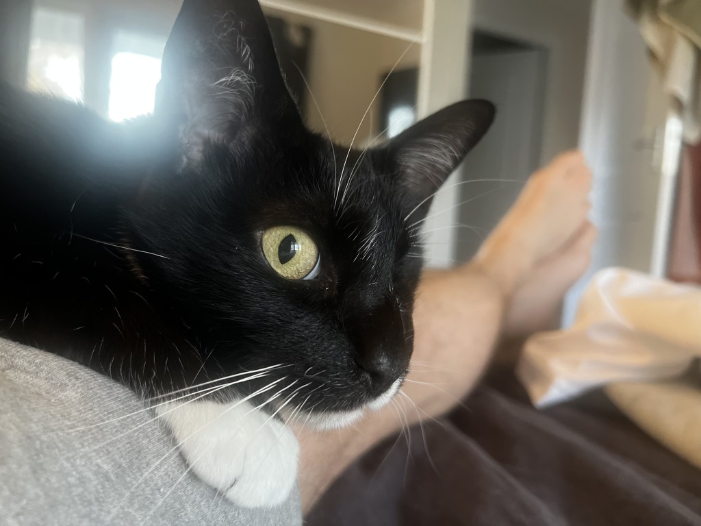 戦士のリラックスタイム：輝く黄色の瞳