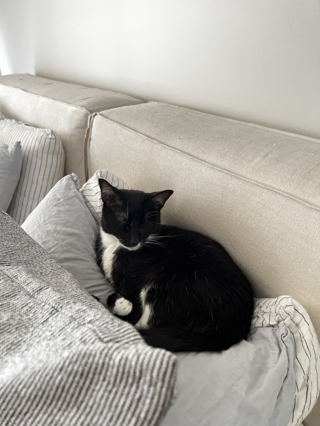 戦士の特等席：枕の上でお昼寝タイム