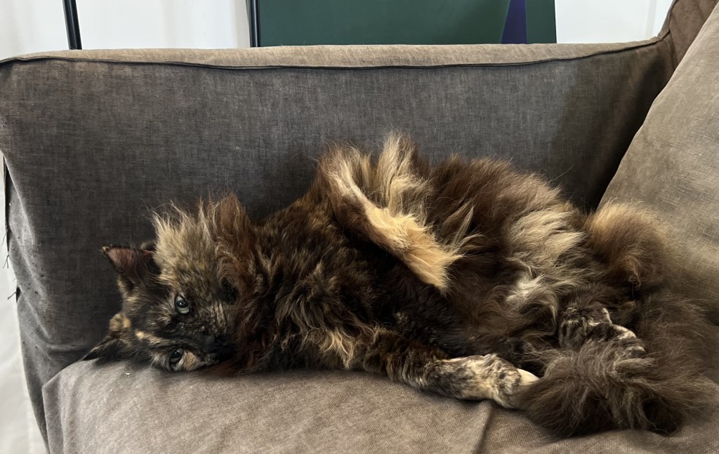 サクラの午後のひなたぼっこ