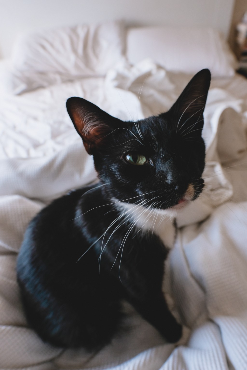 戦士のリラックスタイム：お気に入りのベッドで