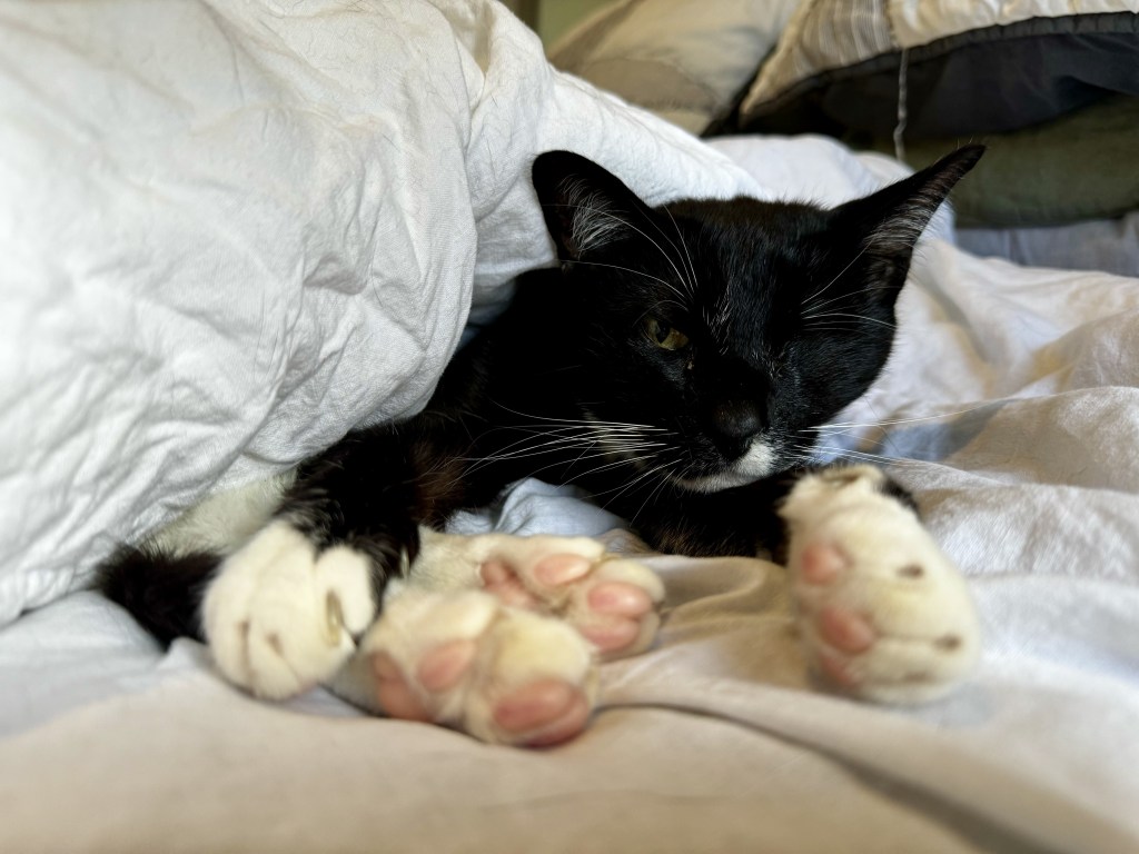 戦士のキュートな肉球とリラックスタイム