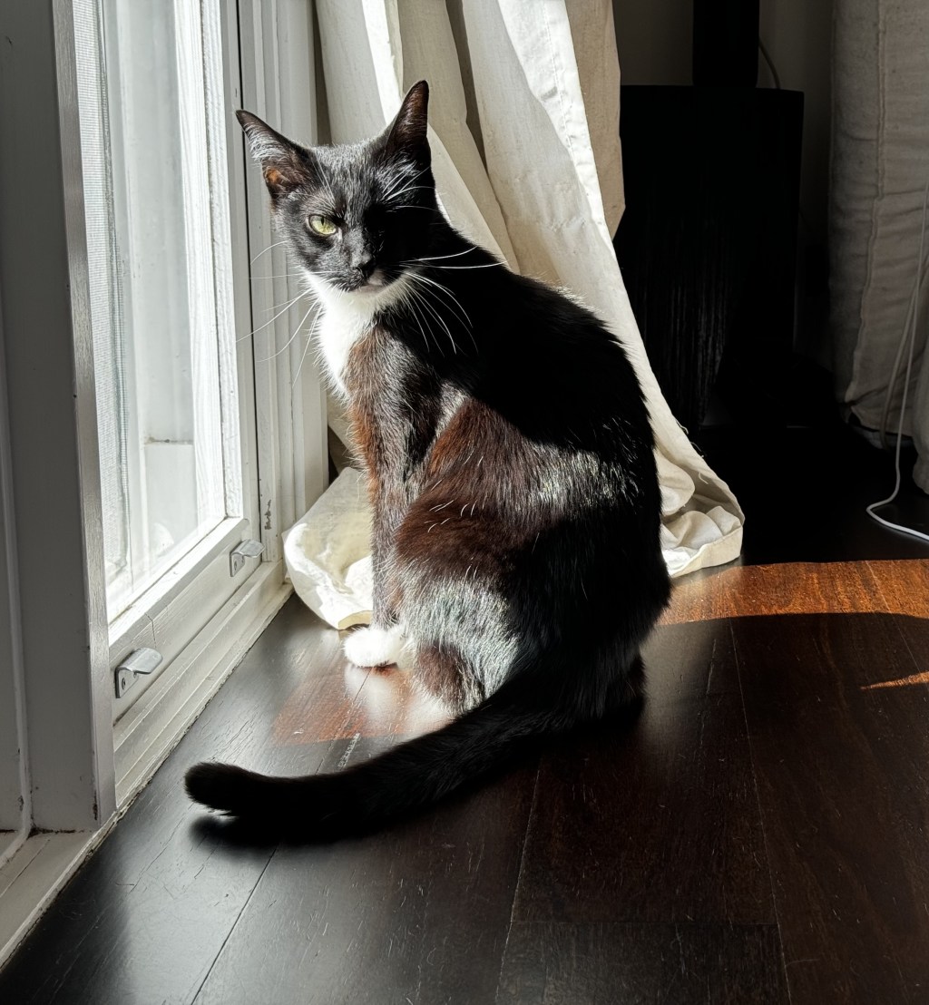 戦士の陽だまりの王