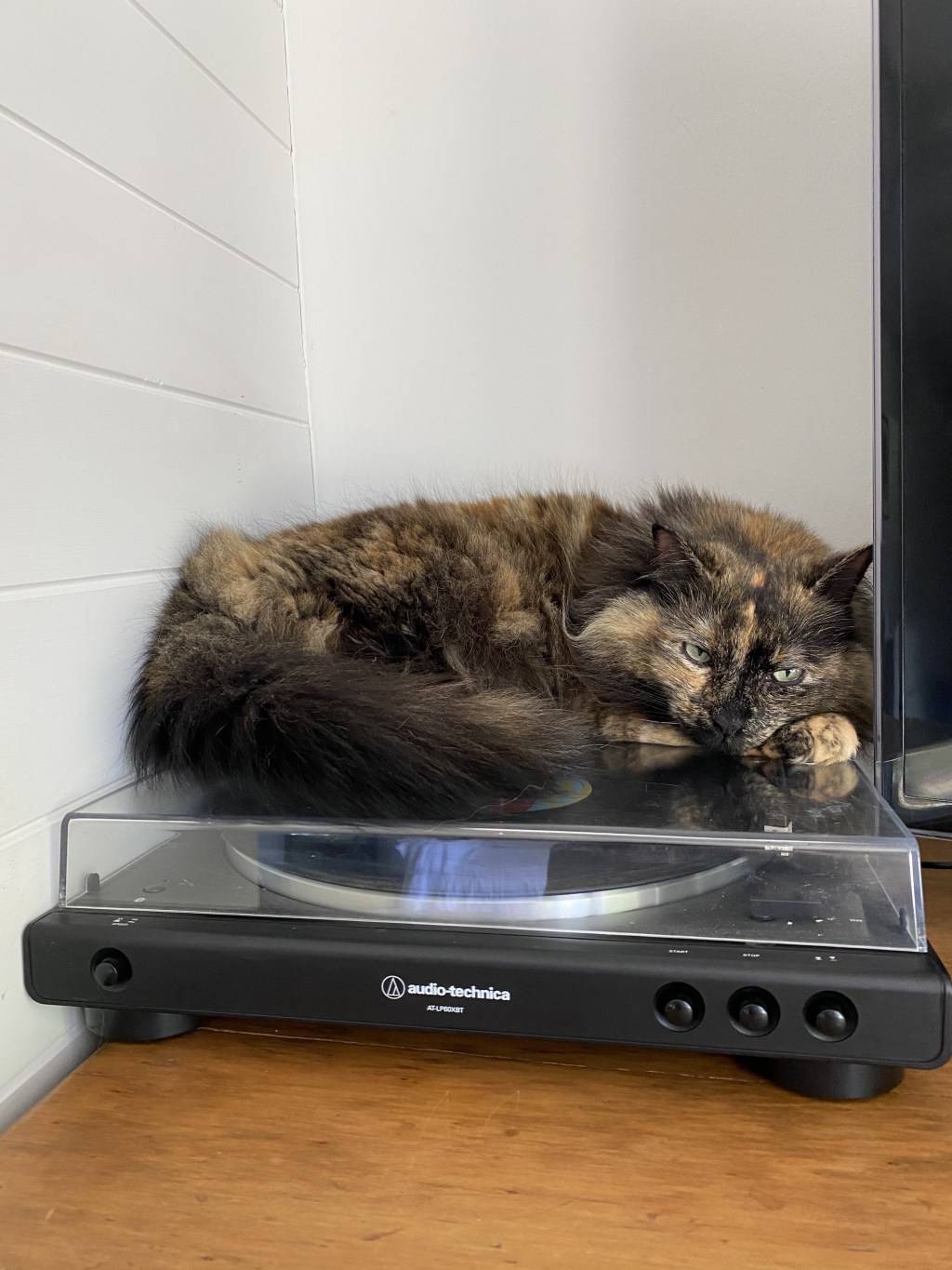 サクラの音楽に包まれたお昼寝タイム