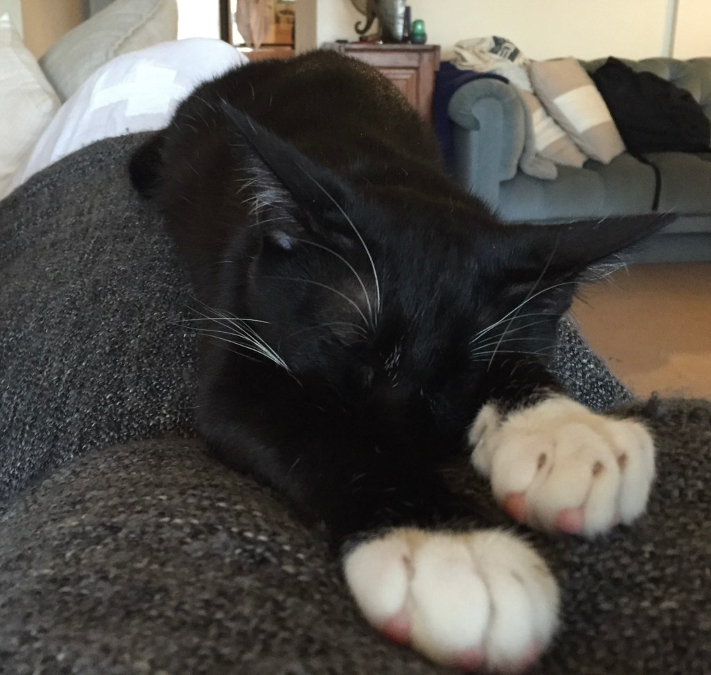 戦士の大きな伸びとお昼寝タイム