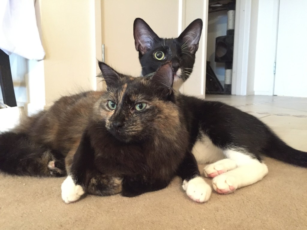 愛情いっぱいの瞬間：センシとサクラの寄り添い