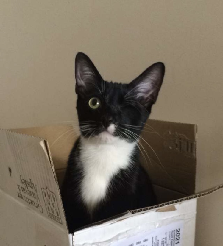 戦士と箱：完璧なフィット感