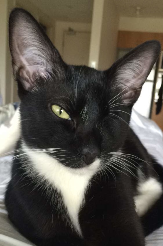 戦士の大きな耳と落ち着いた表情