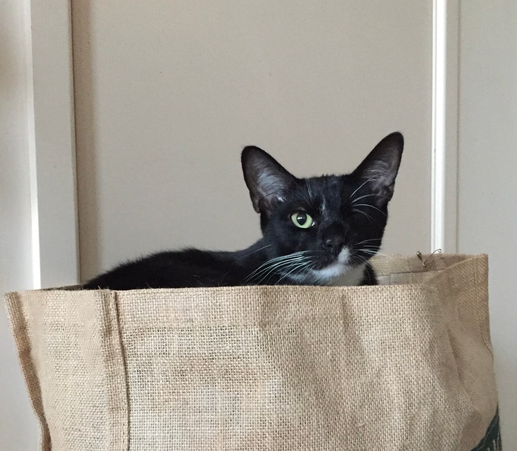 戦士の新しい隠れ家:ショッピングバッグの中で