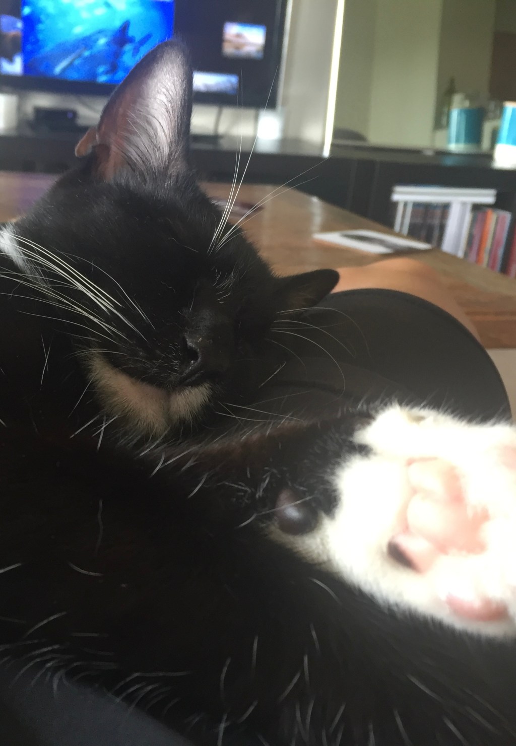 戦士のスヤスヤお昼寝タイム