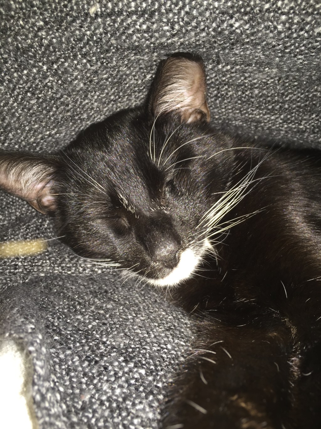 戦士のぬくぬくお昼寝タイム