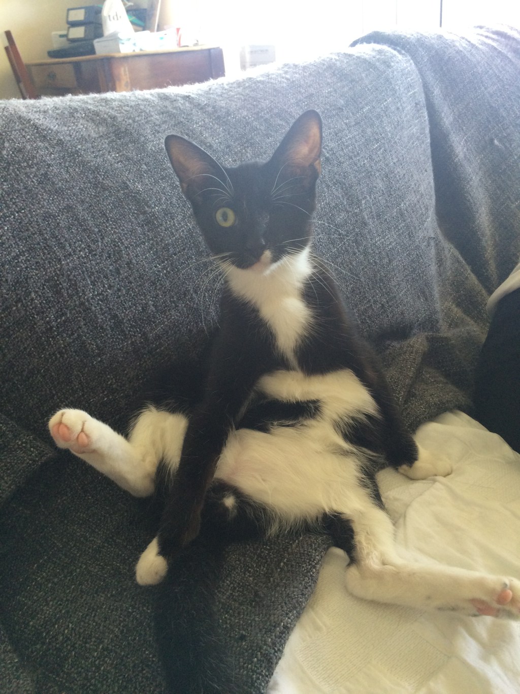 センシの新しいスタイル：まるで人間みたいにお座り