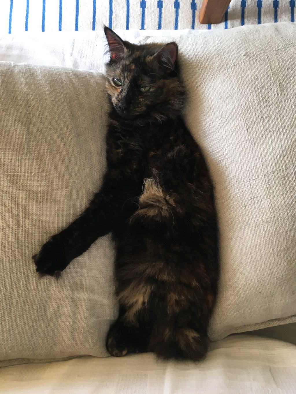 さくらはどこで寝ているのでしょうか?