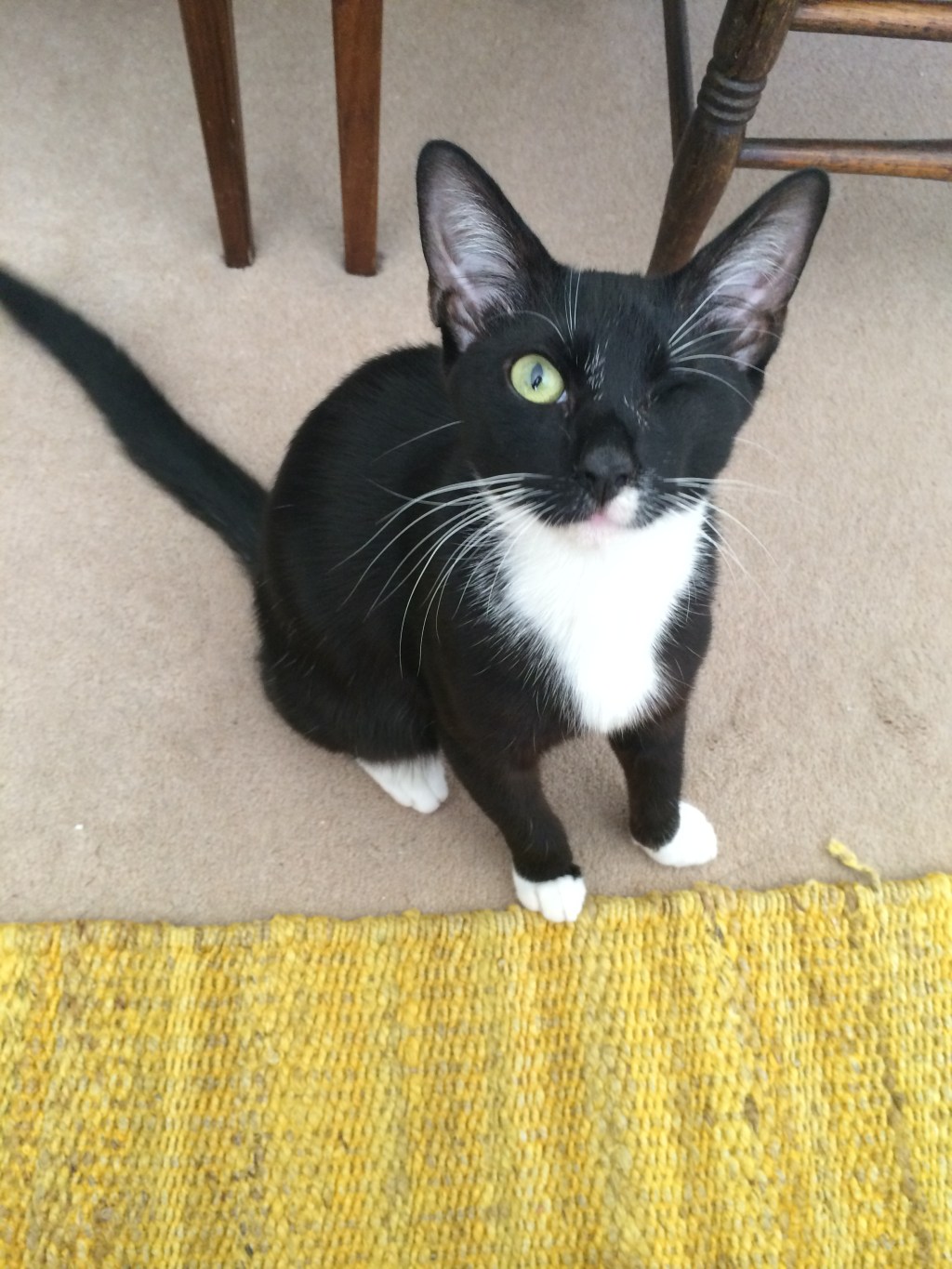 戦士のキュートなワンショット