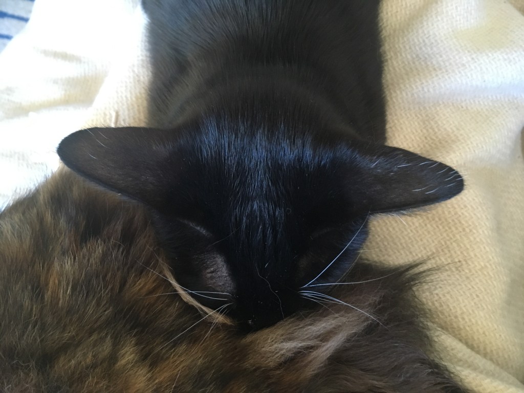 戦士の新しいお気に入り：サクラのふわふわクッション