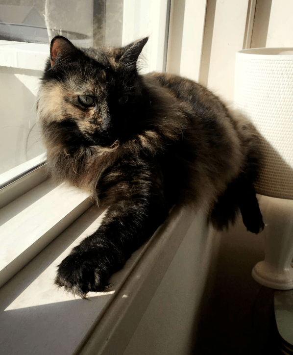 サクラの陽だまりタイム：窓辺でのリラックス