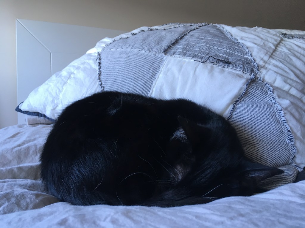 戦士のまんまるお昼寝タイム