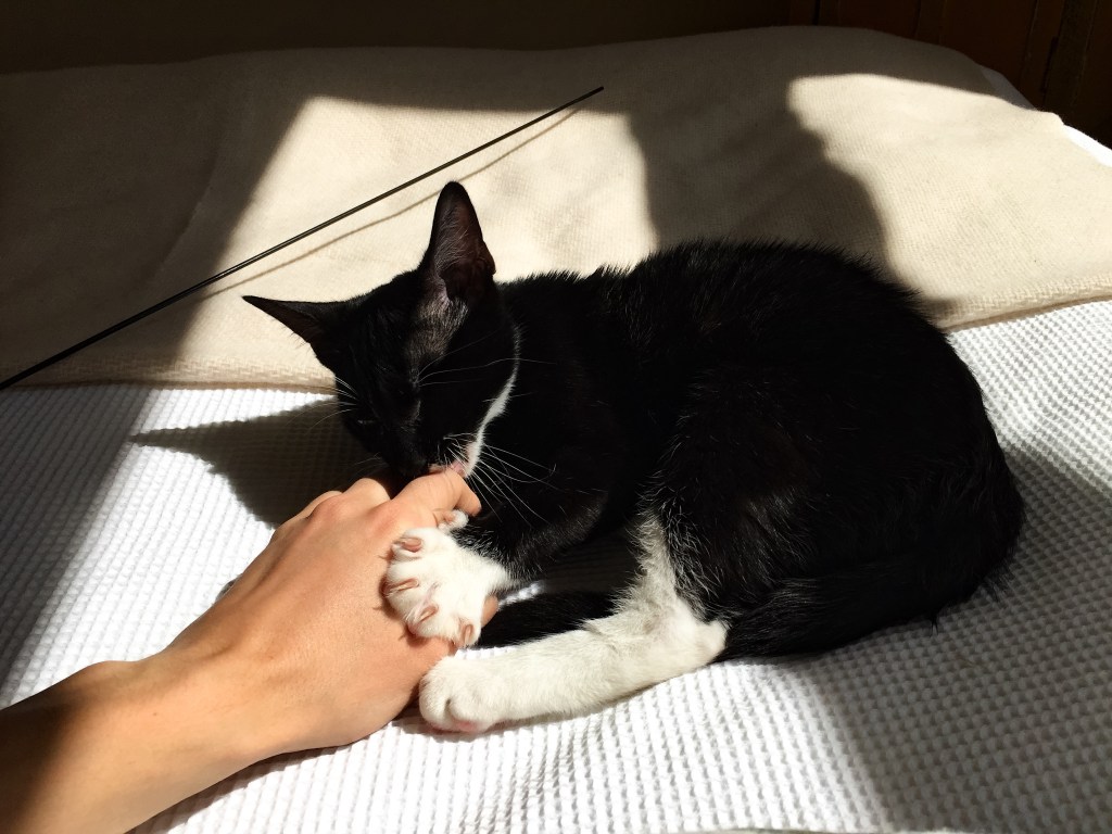 太陽の下で夢を見る戦士