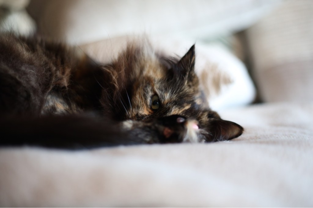 サクラのリラックスタイム：至福のひととき