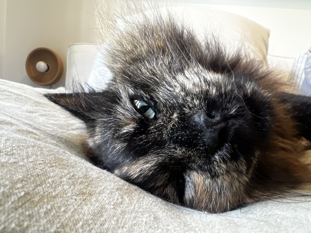 サクラのひっくり返りリラックスタイム