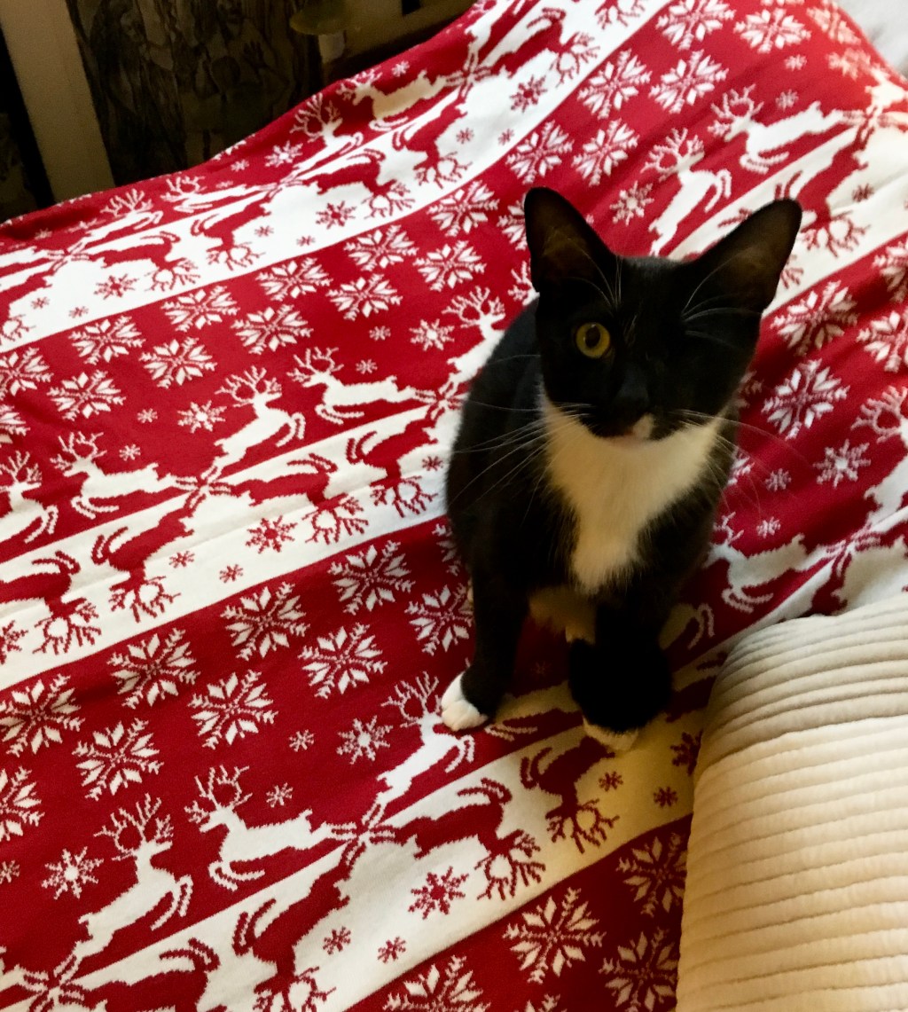 猫のセンシから、ハッピークリスマス！